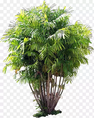 绿色椰树