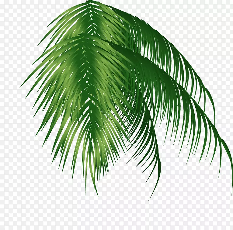 绿色椰子树