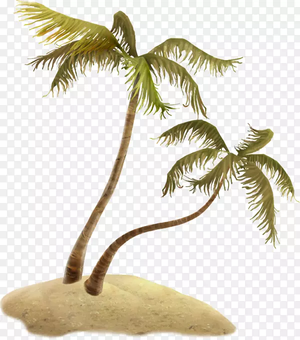 弯曲的椰子树