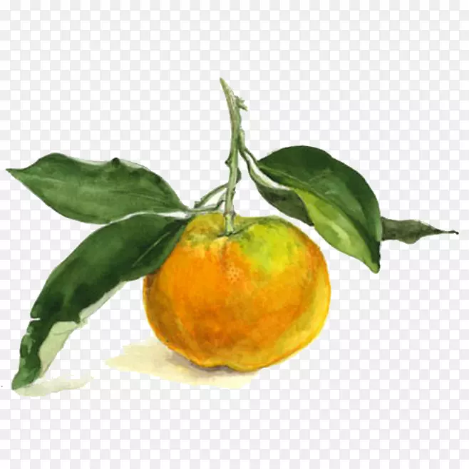 水彩橘子