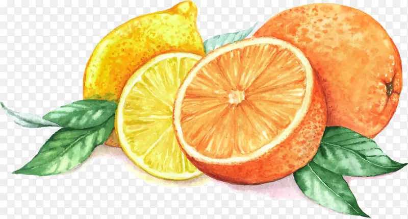 手绘橙色橘子