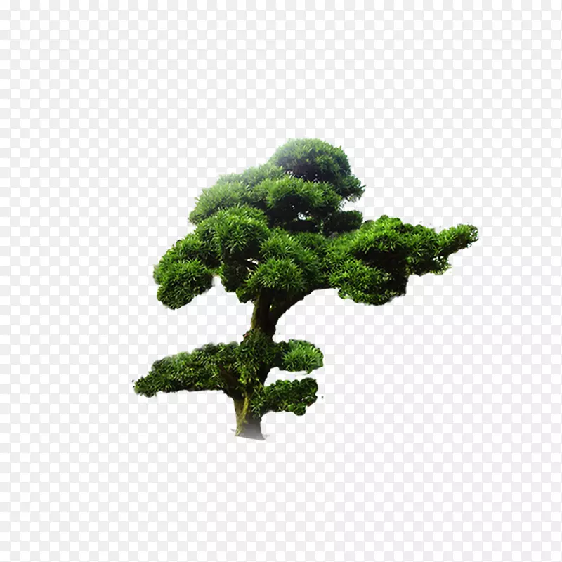 松树装饰PNG图片素材下载_图片编号7422200-PNG素材网