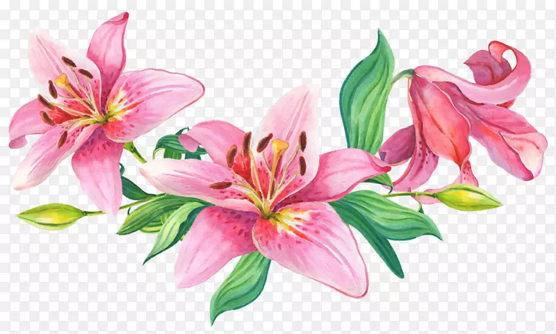 盛开的粉色花朵手绘图