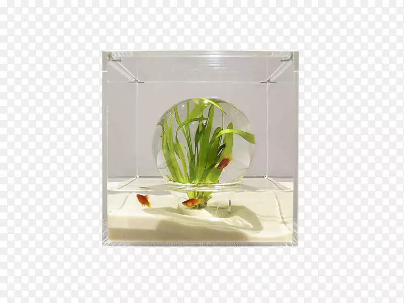 透明罩子里的植物素材照片
