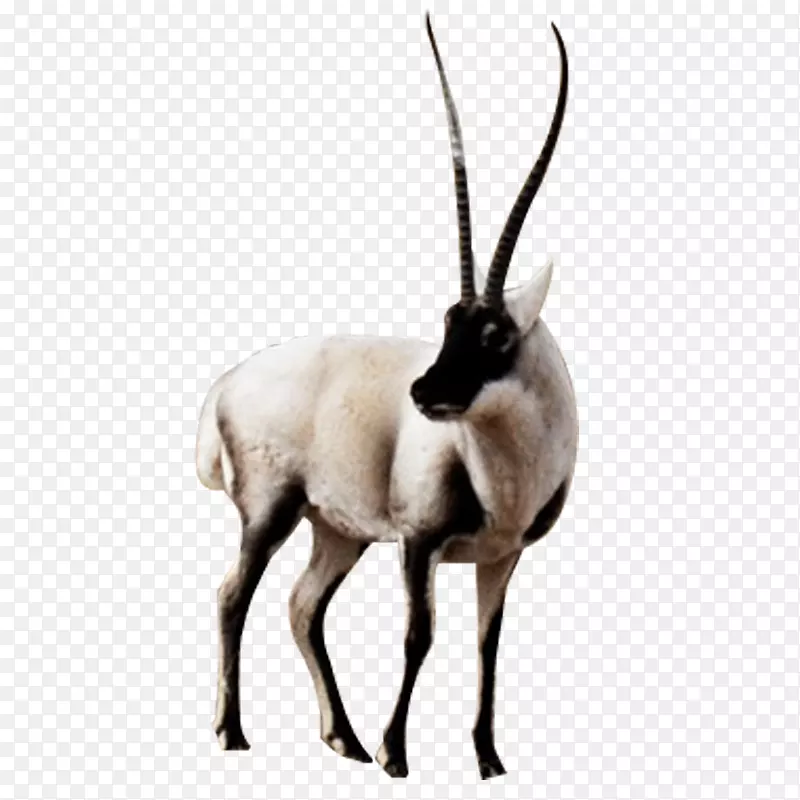 羚羊长角羊动物png素材
