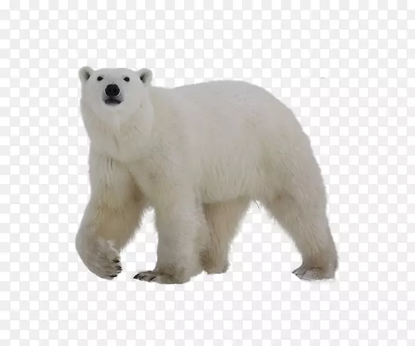 白色大熊
