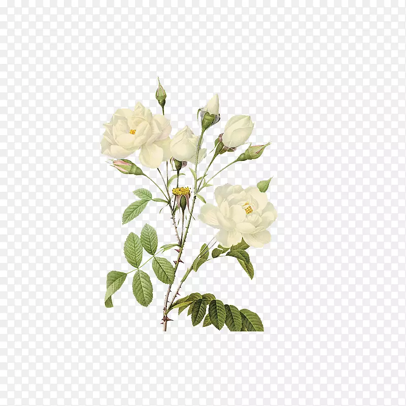 白色手绘植物花卉装饰图案