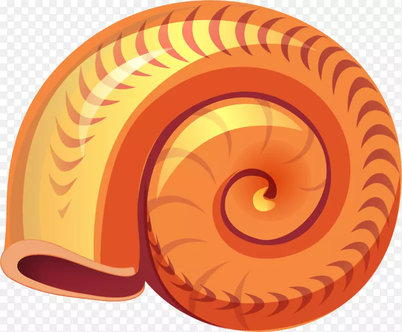 世界海洋日美丽橙色海螺