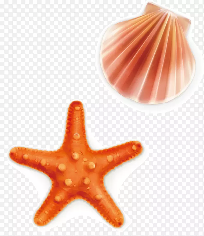矢量海星贝壳图片