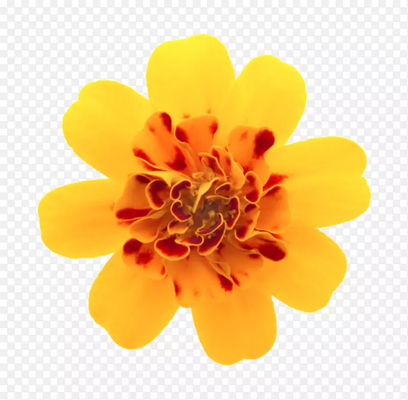黄色鲜艳包着中心的一朵大花实物