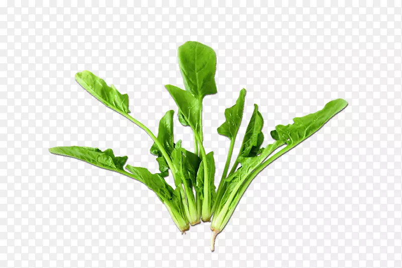 菠菜叶子小菠菜叶子