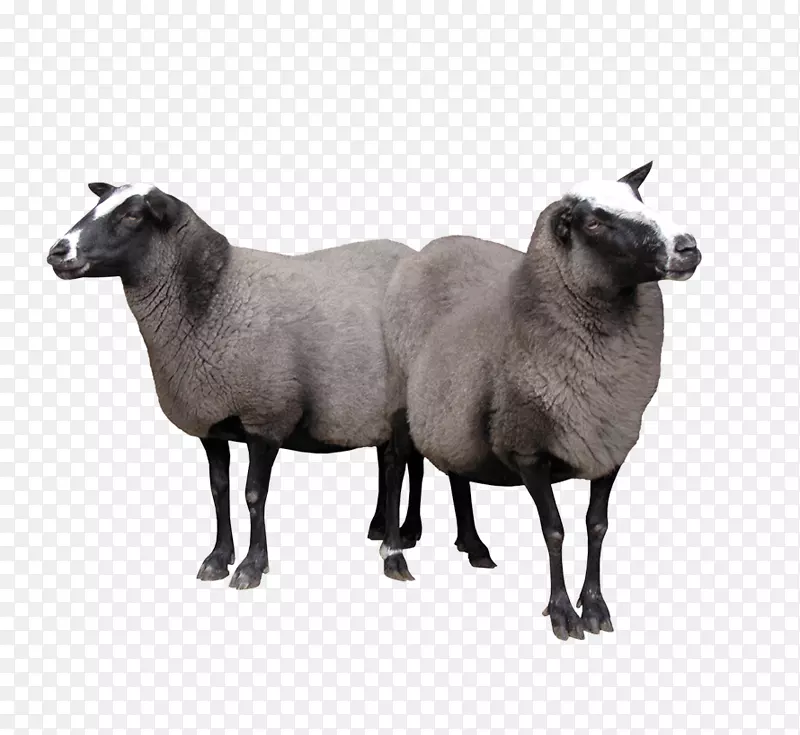 2只山羊