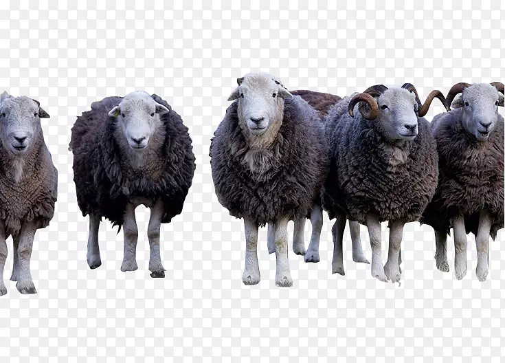 深灰色的羊群免抠素材