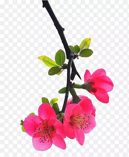 粉色海棠树枝