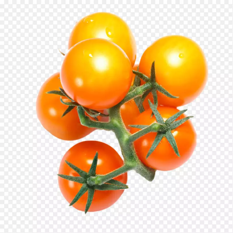实物黄色分支带藤樱桃番茄