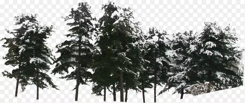 冬天树林雪景