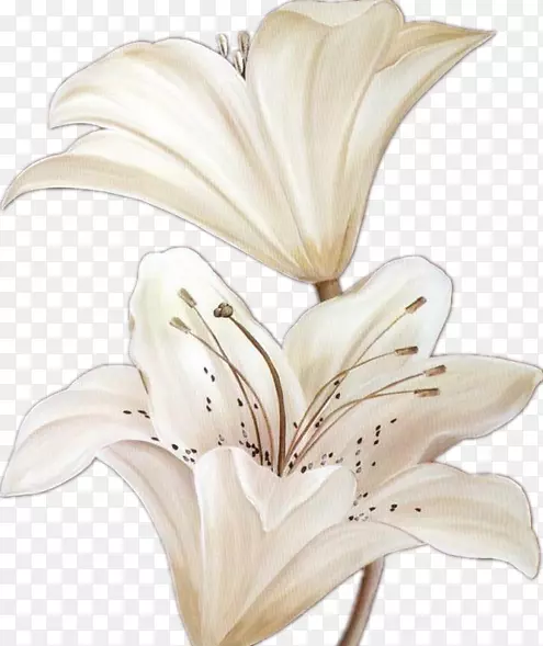 白色手绘百合花