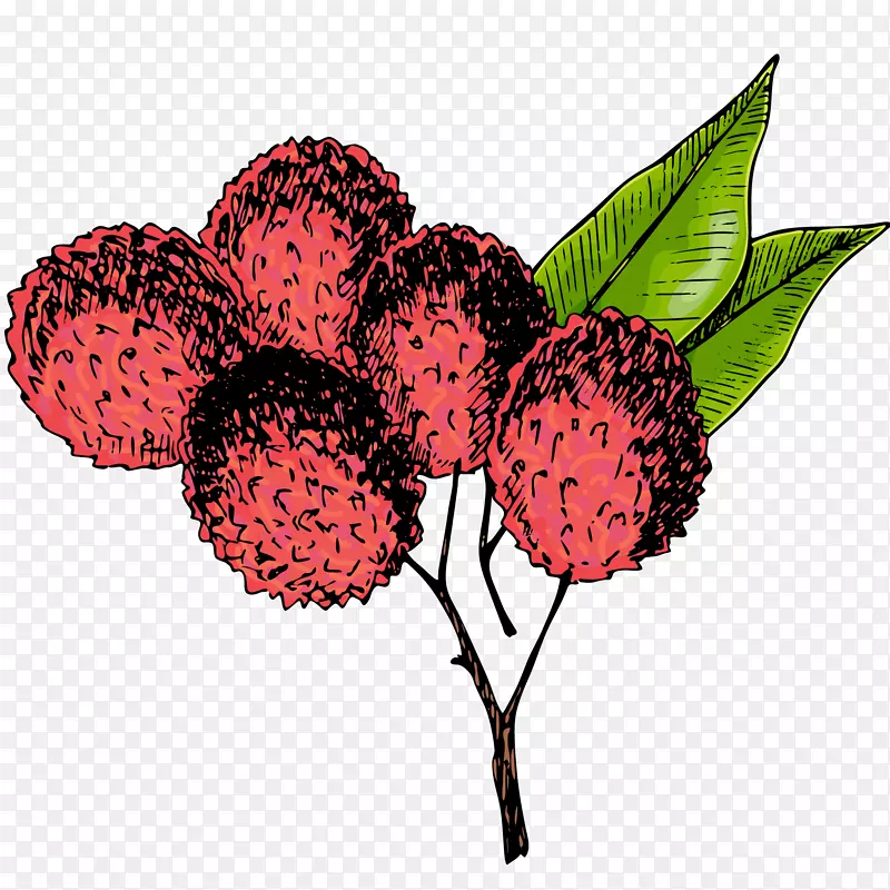 新鲜荔枝矢量插画PNG图片素材下载_图片编号7440550-PNG素材网