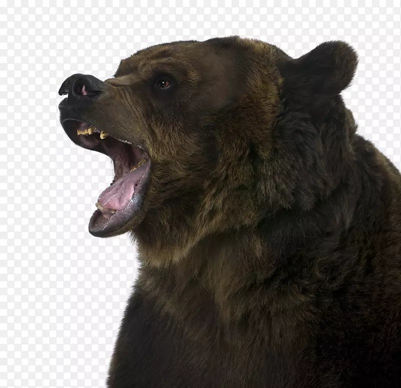 怒吼的棕熊