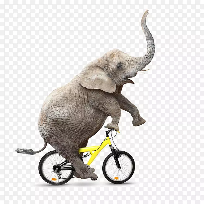 骑自行车的大象