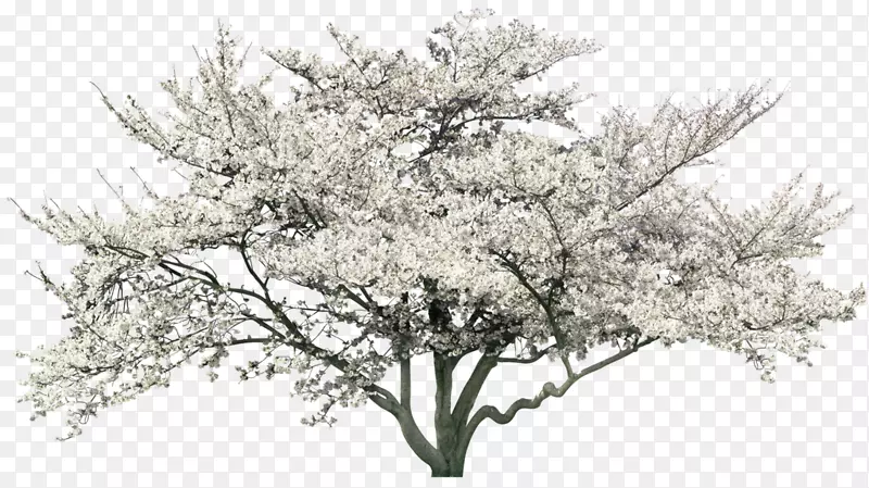白色梨树树木装饰图案