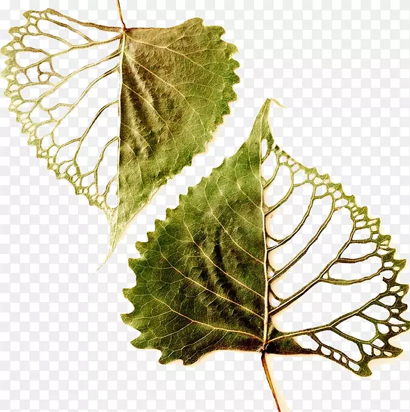 不绣花绣叶