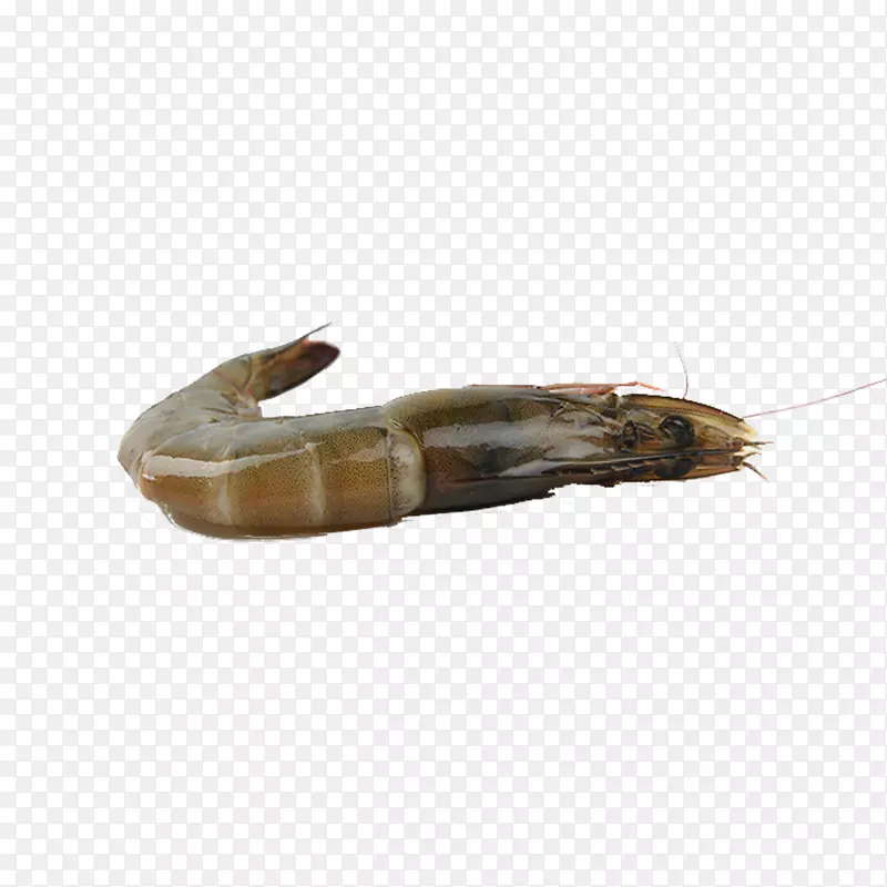 产品实物青虾一只冰虾