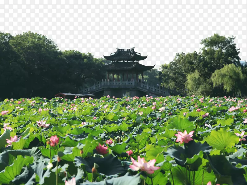 杭州曲院风荷风景区