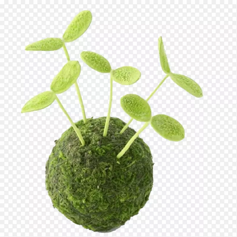 绿色草球多颗嫩芽环保素材