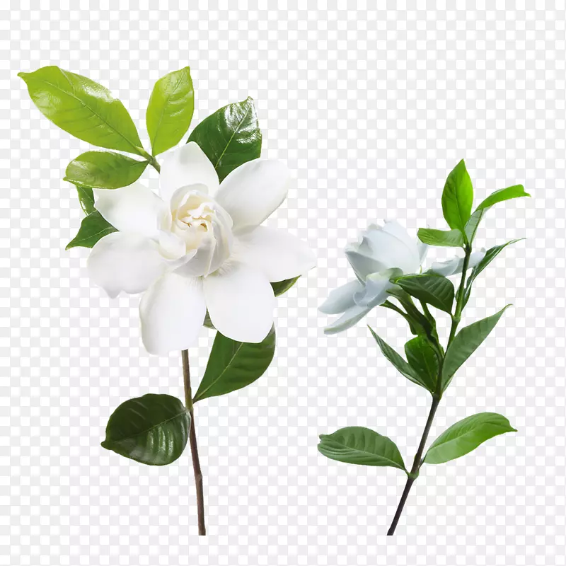 茉莉花白色花朵花卉矢量素材