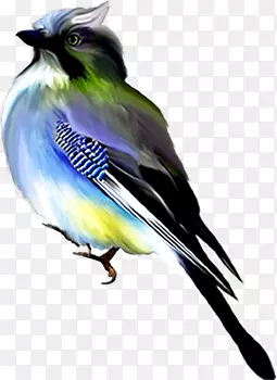 蓝鸟png图片