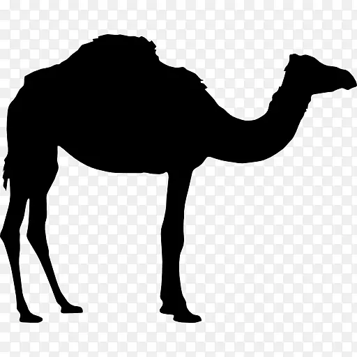 骆驼的剪影图标