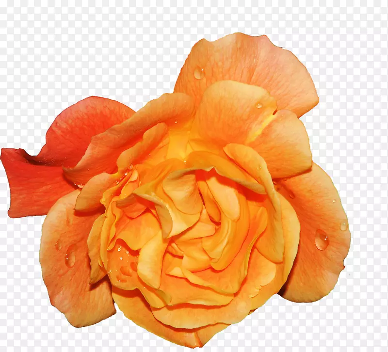 橙黄色玫瑰
