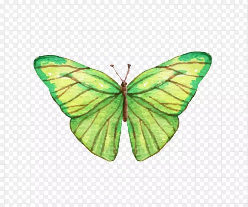 新颖绿色蝴蝶翅膀手绘艺术图