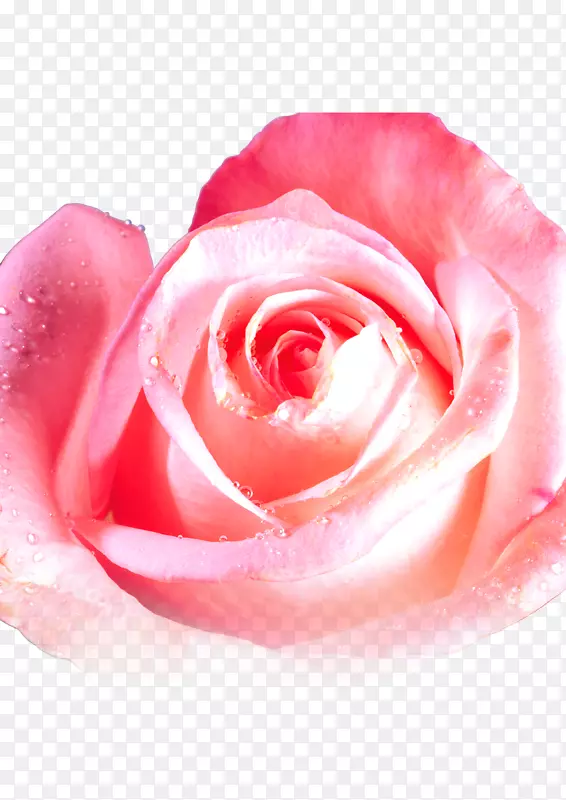 花朵玫瑰露珠唯美国色天香