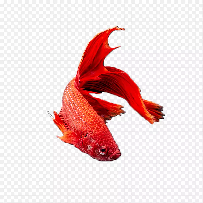 红色鲤鱼手绘简图