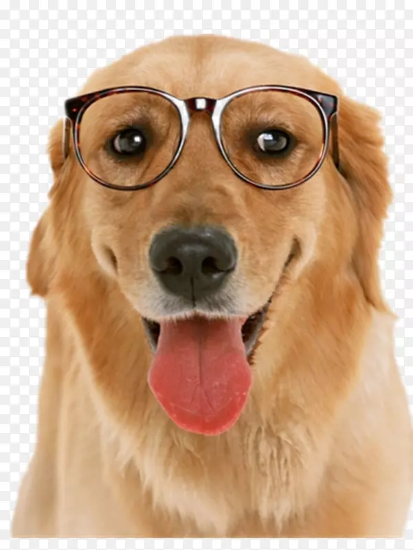 戴眼镜的小狗