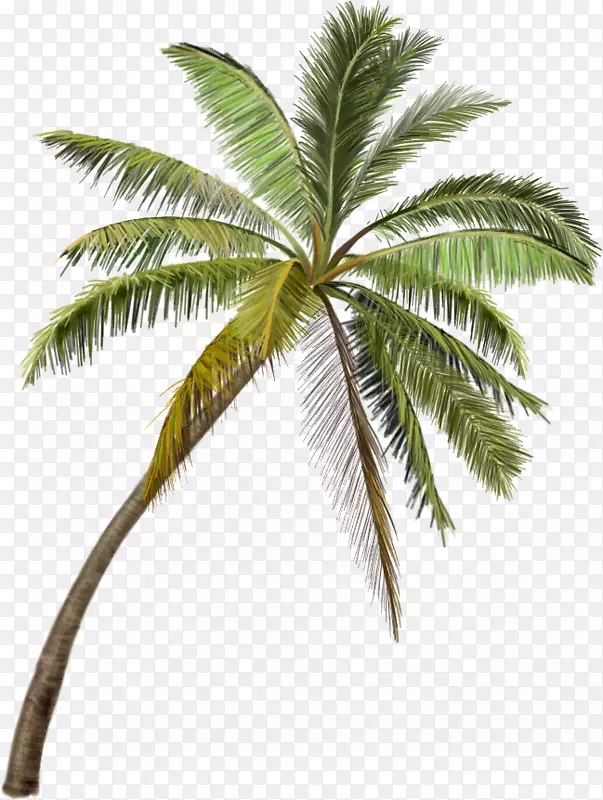 三亚风景区的椰子树