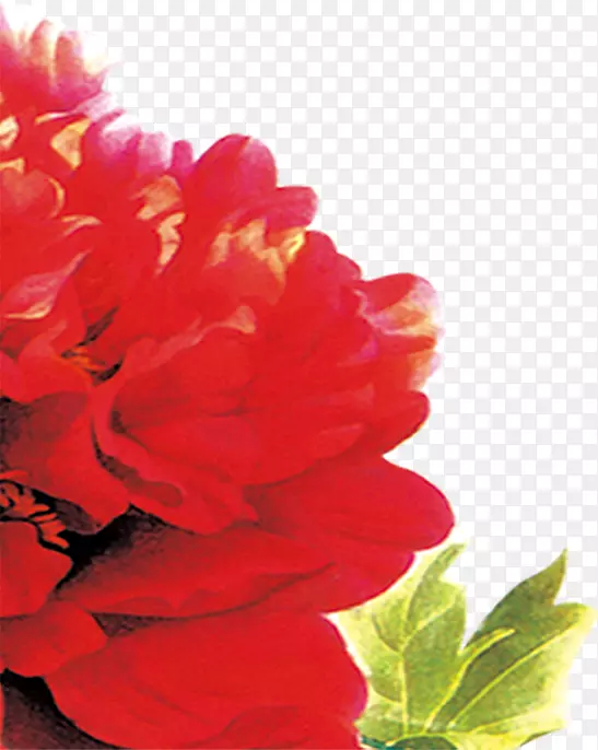 手绘红色水彩海棠花效果设计