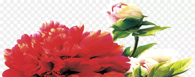 教师节水彩红色的海棠花元素