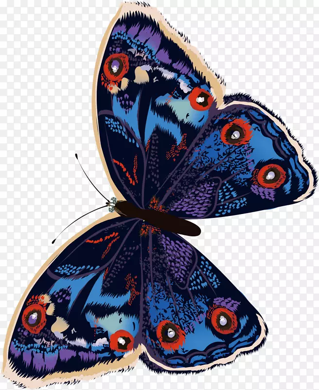 彩色手绘蝴蝶标本