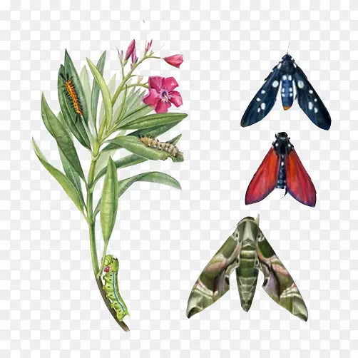 植物昆虫素材图片