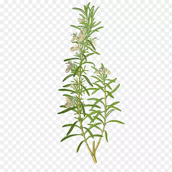 手绘开花的新鲜香料迷迭香插画免