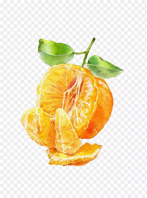 被剥开的带叶柑橘手绘图