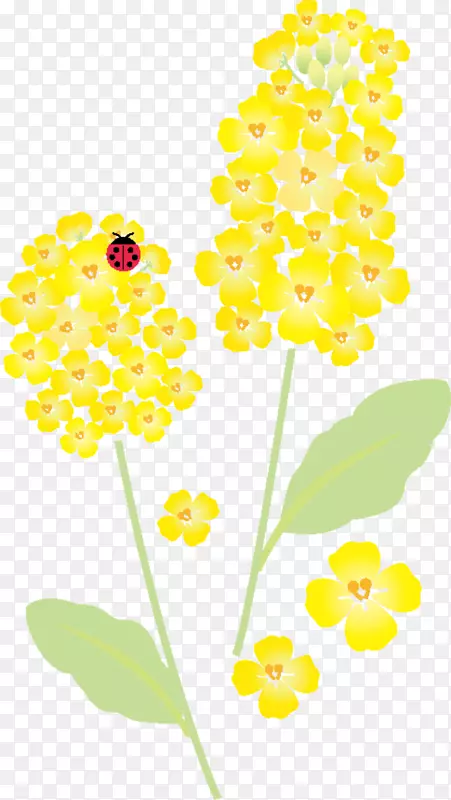 春天绽放的黄色花朵