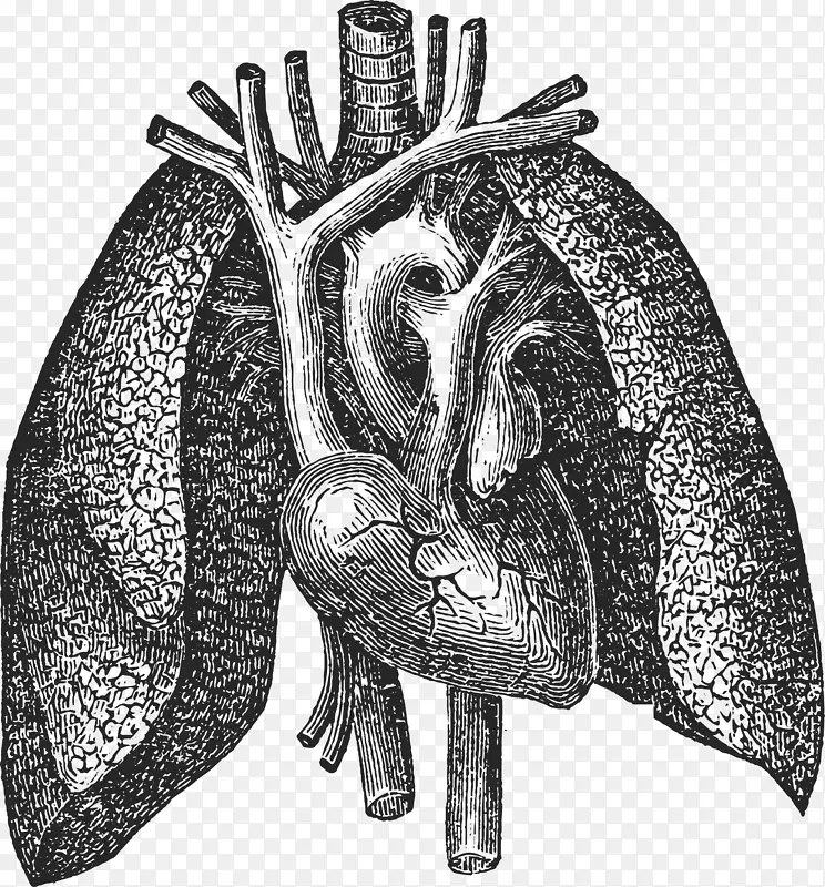 卡通手绘人体肝脏