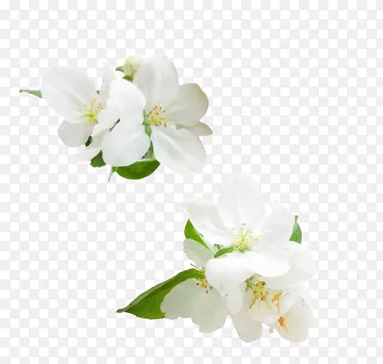 白色的苹果花