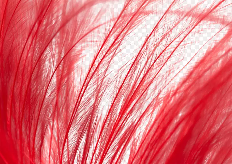 红色的羽毛素材图片