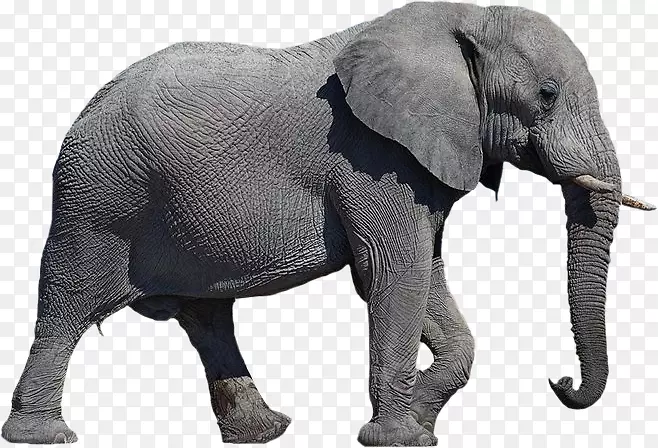 皱纹皮肤的非洲象