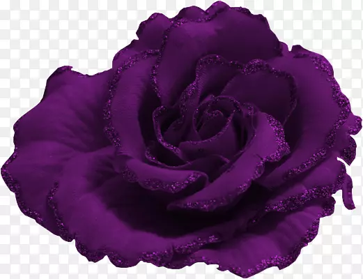 紫色玫瑰花